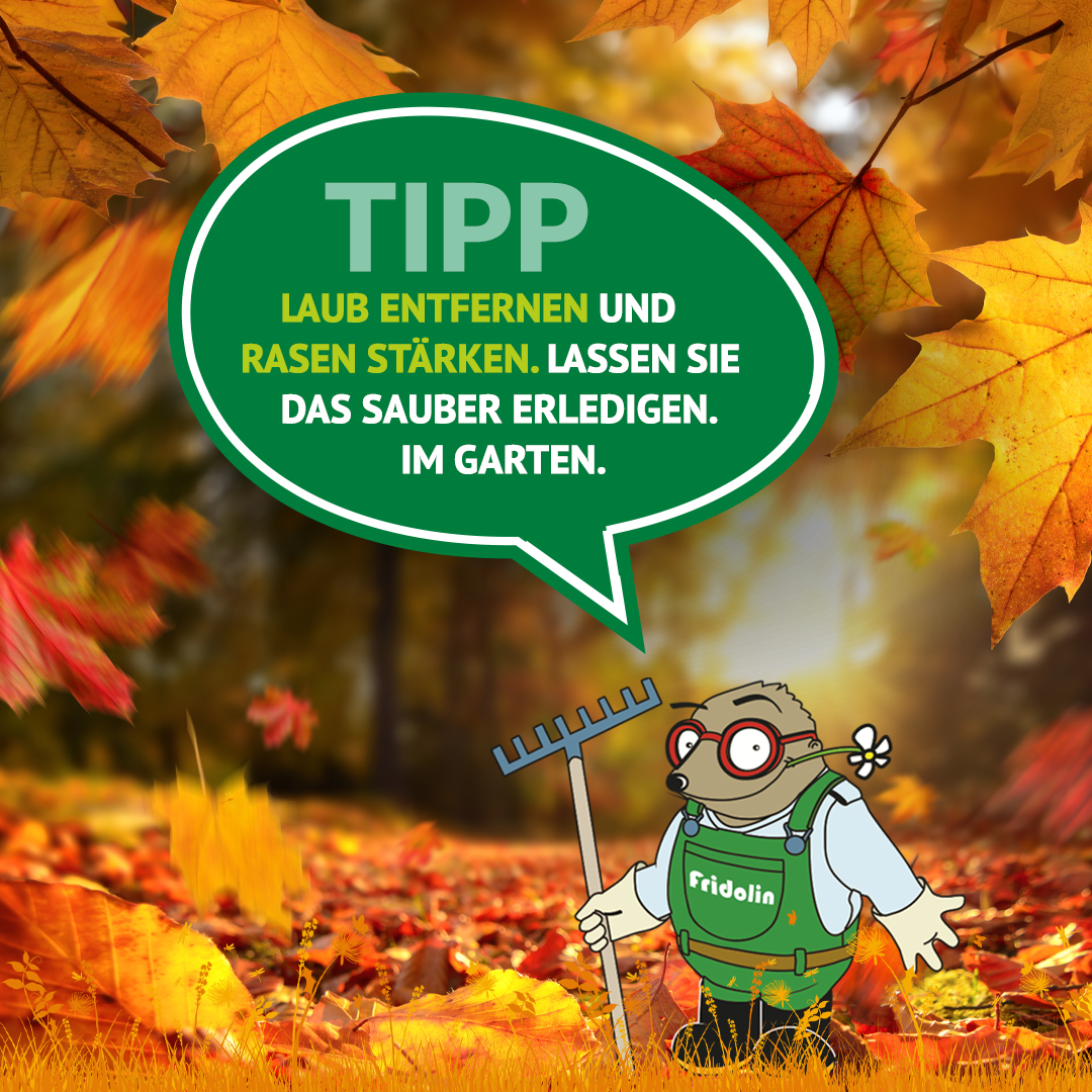 Gartentipp Oktober: Laub entfernen & den Rasen winterfest machen! - Der Herbst zeigt sich in seinen schönsten Farben – doch für Ihren Rasen beginnt jetzt eine kritische Phase. Fallendes Laub sieht zwar malerisch aus, nimmt den Gräsern aber das lebensnotwendige Licht und begünstigt gefährliche Pilzkrankheiten wie Schneeschimmel.
