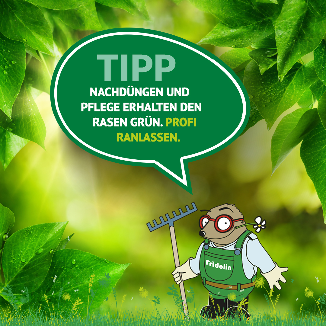 Gartentipp August: So bleibt Euer Rasen auch im Hochsommer sattgrün! - Der August verlangt dem Rasen durch intensive Sonneneinstrahlung und sommerliche Temperaturen viel ab. Damit die Halme nicht schlappmachen oder gelb werden, braucht die Grünfläche jetzt gezielte Aufmerksamkeit: Gezieltes Nachdüngen und die richtige Sommerpflege sichern die Vitalität bis in den Herbst.