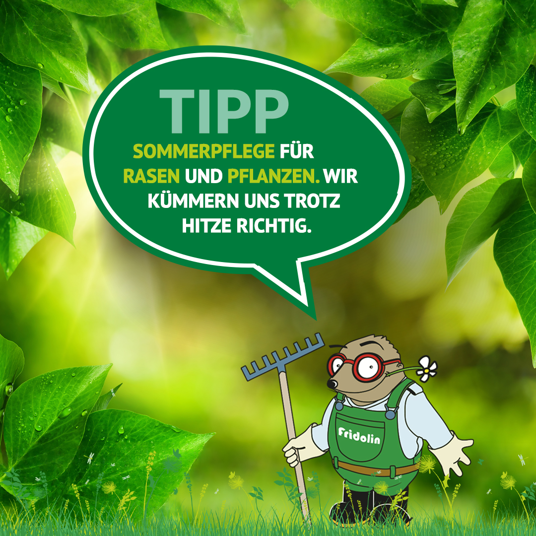 Gartentipp Juli: Die richtige Sommerpflege bei grosser Hitze! - Der Sommer läuft auf Hochtouren! Doch während wir das schöne Wetter geniessen, bedeuten die hohen Temperaturen im Juli puren Stress für unseren Rasen und die Pflanzen im Garten. Damit Eure grüne Oase trotz Hitze frisch, gesund und kräftig bleibt, kommt es jetzt auf die richtige <b>Sommerpflege</b> an. ✨